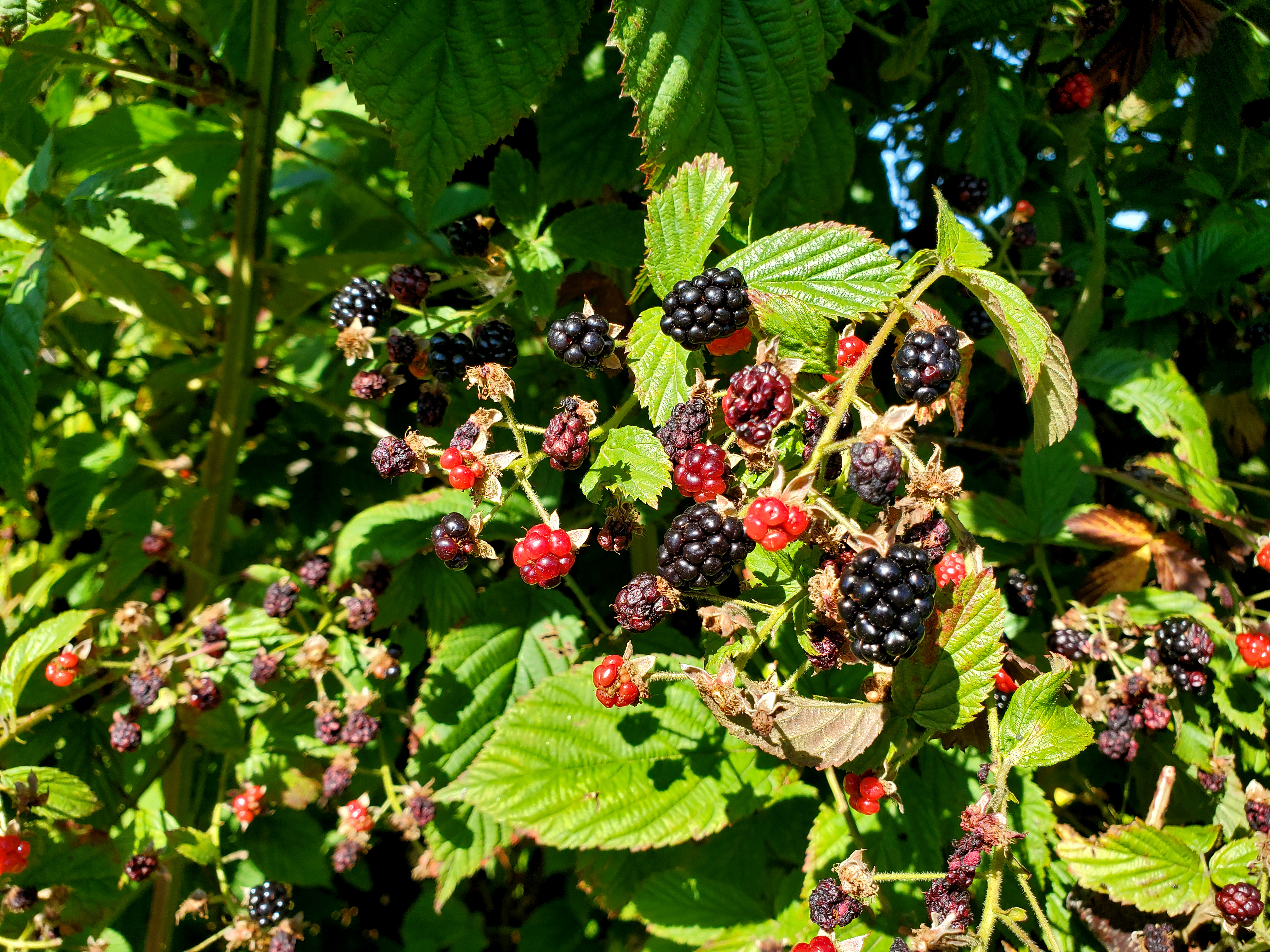 Wild brambles